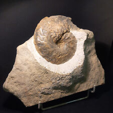 Ammonite ceratites nodosus d'occasion  Hommarting