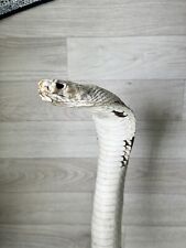 Taxidermy cobra snake for sale  CROOK