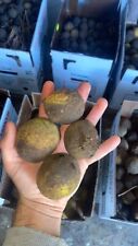 crop english walnuts for sale  Portville