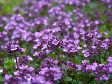 Thyme creeping thyme for sale  Portland