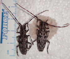 Cerambycidae monochamus utah for sale  Depauw