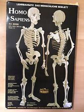 Bausatz menschliches skelett gebraucht kaufen  Krefeld