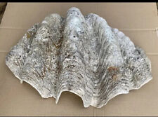 clam shell for sale  Shipping to Ireland