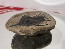 Fossile trilobite épineux d'occasion  Belleville-sur-Meuse