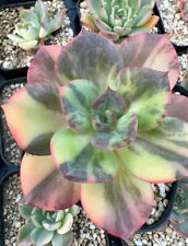 Echeveria prima donna for sale  Ireland