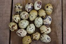Fertile coturnix quail for sale  Shipping to Ireland