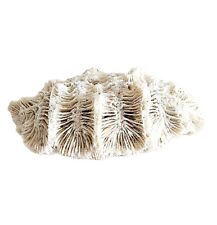 Fossilized brain coral for sale  Cambridge