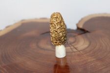 Carved yellow morel for sale  Joliet