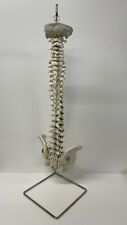 Human lumbar vertebrae for sale  MORPETH
