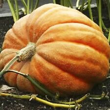 Giant pumpkin seeds for sale  LONDON