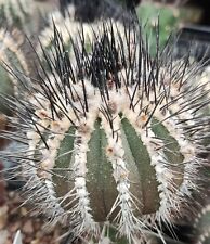 10 FRESH SEEDS Uebelmannia pseudopectinifera for sale  Shipping to South Africa