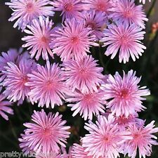 Pink dandelion crepis for sale  DARLINGTON