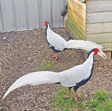 Pure silver pheasant for sale  NEWRY