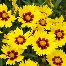 Coreopsis grandiflora sunkiss for sale  ORMSKIRK