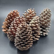Lot pine cones for sale  FELIXSTOWE