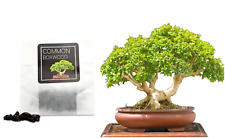 Common boxwood bonsai for sale  LONDON