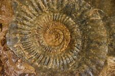 Géante ammonite parkinsonia d'occasion  Pont-à-Mousson