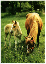 Pferde postkarte bild gebraucht kaufen  Langen