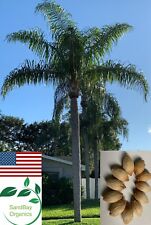 Queen palm seeds for sale  Clearwater
