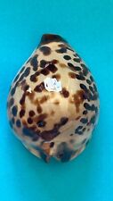 Used, SEASHELL ZOILA PERLAE PERLAE GEM- 40 MM for sale  Shipping to South Africa