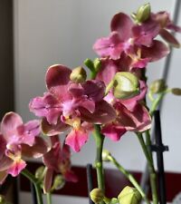 Rchidee phalaenopsis parfüm gebraucht kaufen  Dessau-Roßlau