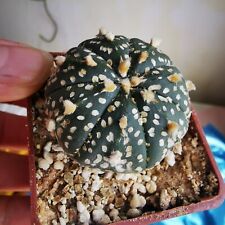 Astrophytum superkabuto select for sale  NORWICH