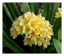 Clivia nakamura yellow for sale  Shipping to Ireland