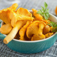 Mushroom seeds chanterelle for sale  Shipping to Ireland