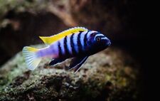 Cynotilapia jalo reef for sale  LONDON