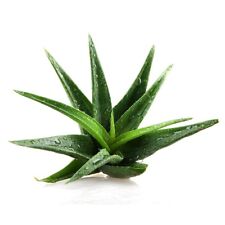 Aloe vera viable for sale  EXETER