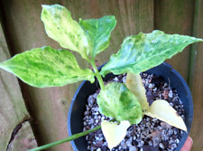 Plant variegated for sale  Edgewater