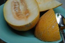 Bukhara Melon cukrowy z Üzbekistanu - 5+ nasion - Nasiona - SŁODKI MIÓD! Cm 012 na sprzedaż  Wysyłka do Poland