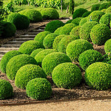 Buxus ball plant for sale  UK