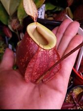 Nepenthes mirabilis winged for sale  Winlock