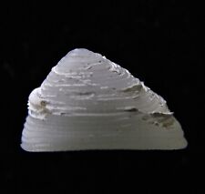 Seashell Rimula espécies Raro 12mm F + + comprar usado  Enviando para Brazil