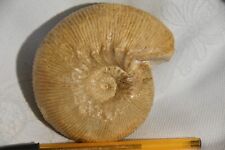 Grande ammonite olcostephanus d'occasion  Pont-à-Mousson