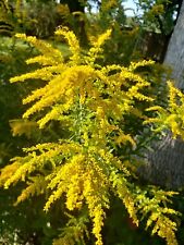 Goldenrod solidago canadensis for sale  Omaha