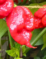 hottest chilli seeds for sale  LONDON