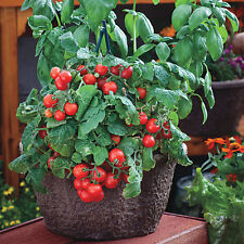 Tomato seeds red for sale  Elma