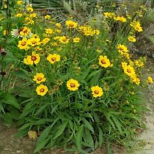 Coreopsis sterntaler x for sale  GAINSBOROUGH