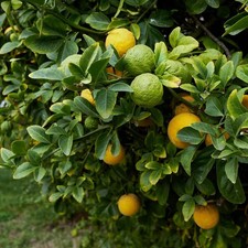 Citrange carrizo agrume d'occasion  Pouzauges