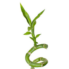 5pcs lucky bamboo for sale  Shipping to Ireland