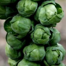 500 brussels sprouts for sale  Buffalo