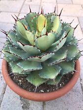 Stunning large agave for sale  Carlsbad