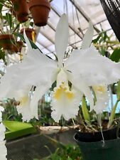 Cattleya mossiae alba for sale  USA