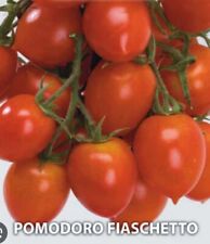 250 semi pomodoro usato  Roma