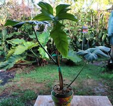 Philodendron golden dragon for sale  Hollywood
