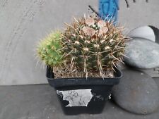 Cactus pot beautiful for sale  Deland