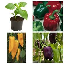 Paprikapflanzen paprika pflanz gebraucht kaufen  Bützow