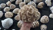 Prehistoric brain coral for sale  Spring Hill